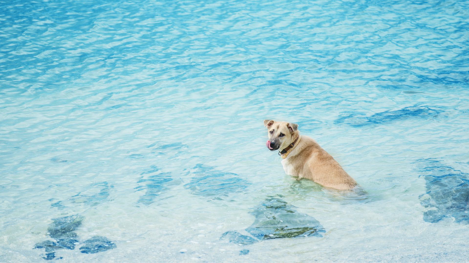 Cane in acqua al mare