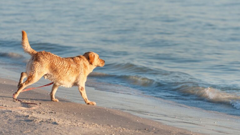 Cane in spiaggia