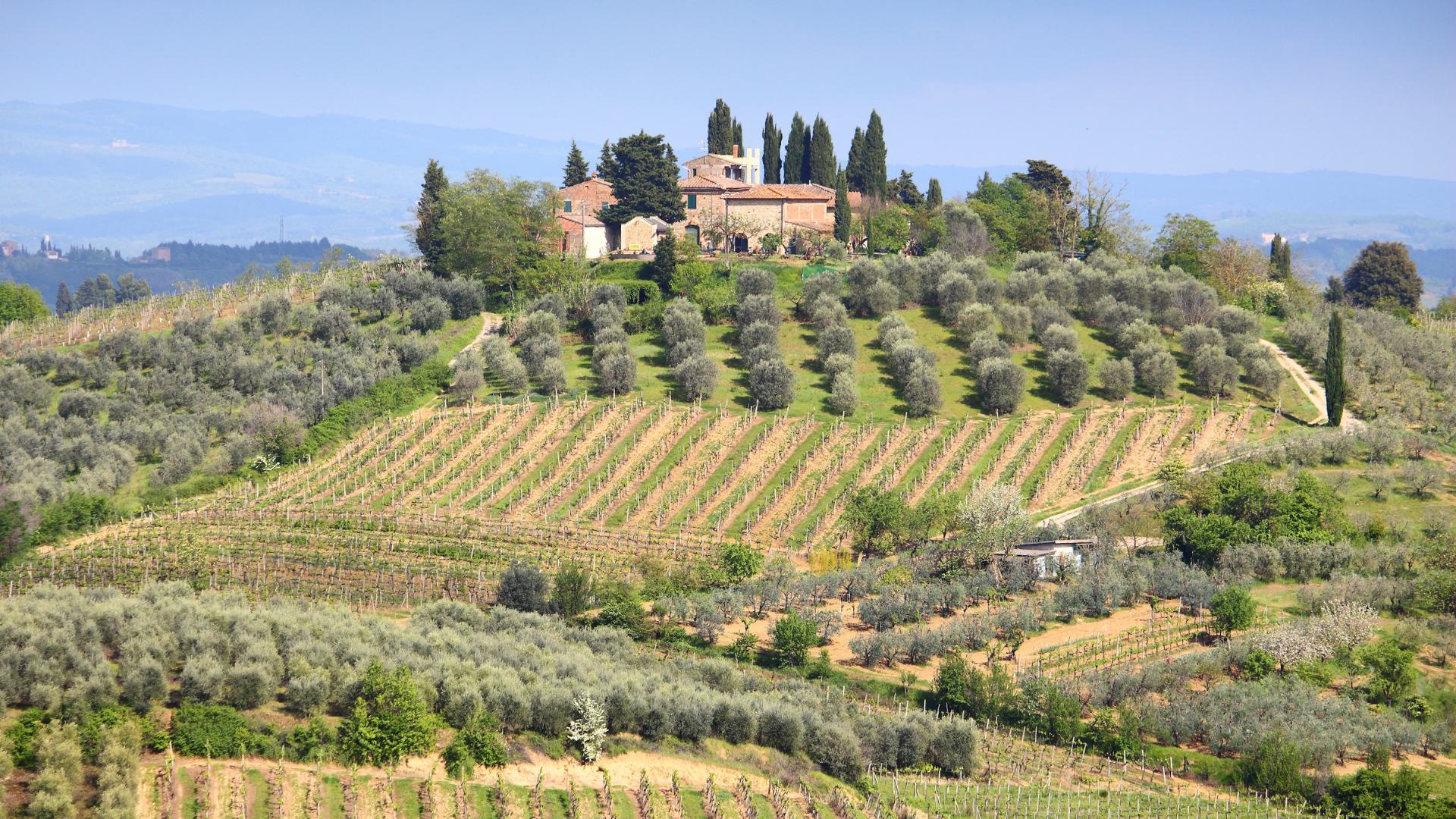 Colline di Montalcino con vigneti verdi