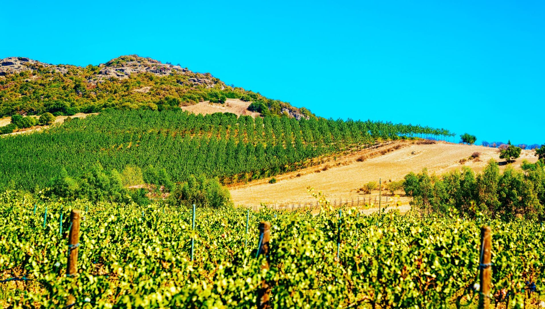 Cosa fare in Sardegna oltre al mare: fare un tour nei vigneti delle cantine